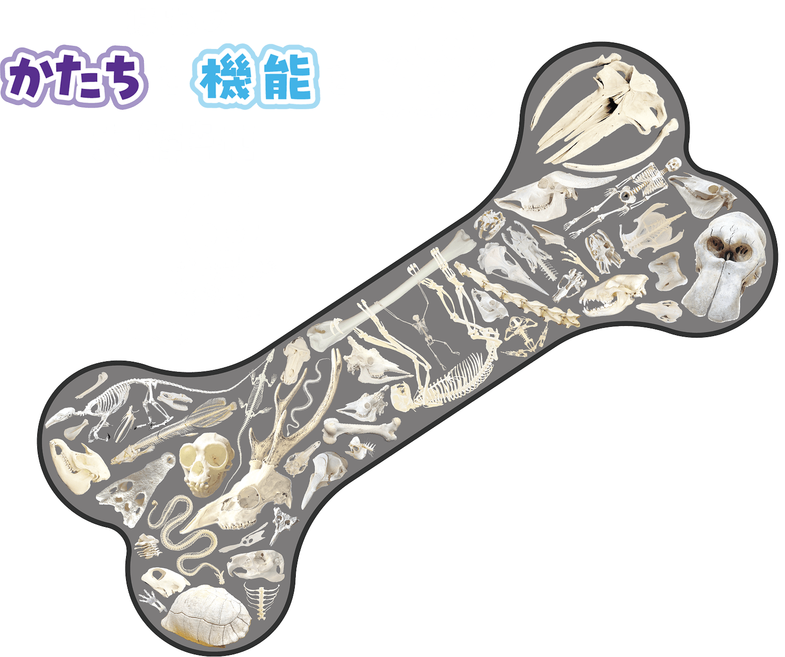ほねのかたちと機能を大解剖!