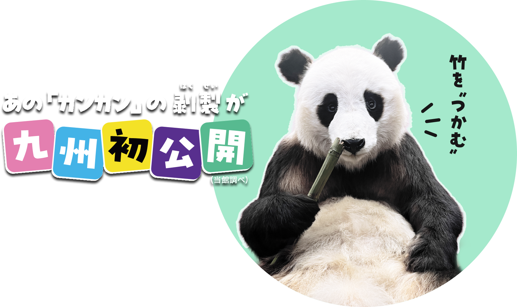 あの「カンカン」の剥製が九州初公開（当館調べ）