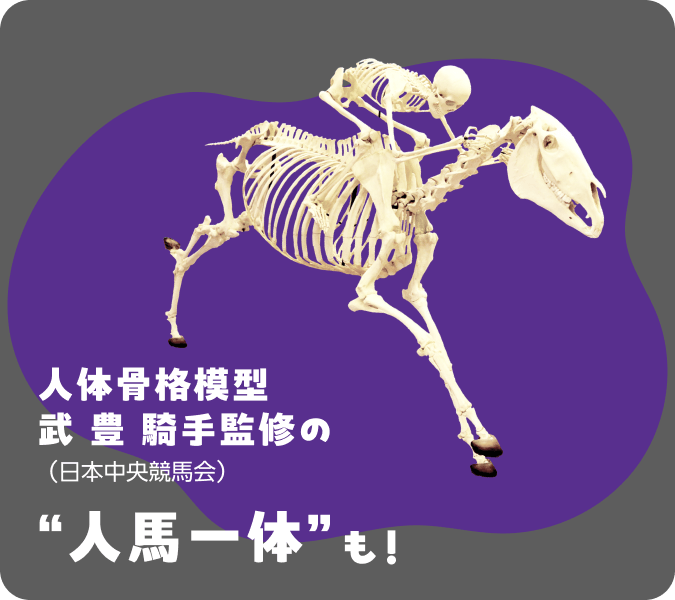 人体骨格標本模型 武豊騎手(日本中央競馬会)監修の”人馬一体”も!
