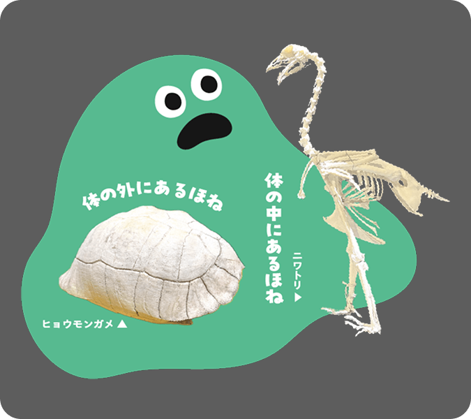 ほねのきほん〜骨ってどんなもの?体の外にある骨、体の中にある骨