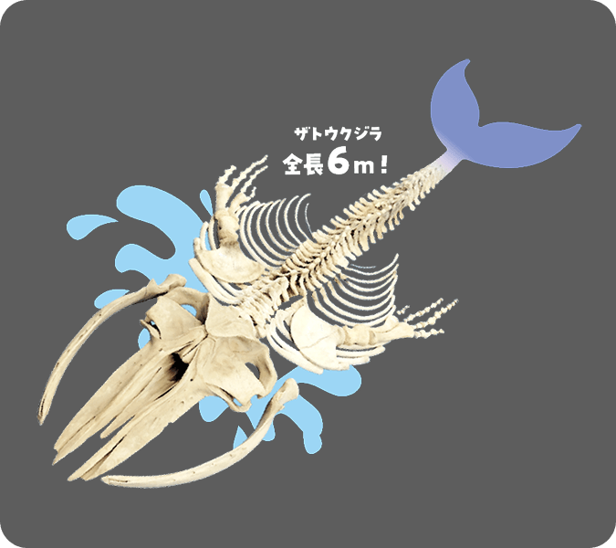 ザトウクジラ全長6メートル!