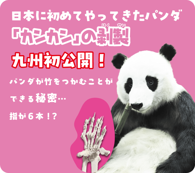 日本に初めてやってきたパンダ「カンカン」の剥製九州初公開!パンダが竹をつかむことができる秘密…。指が6本!?