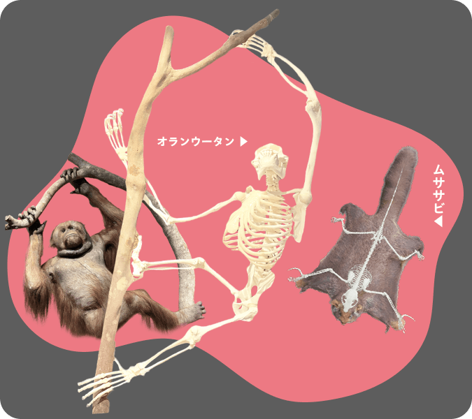 つかむ・とぶ オラウータン、ムササビの骨格標本